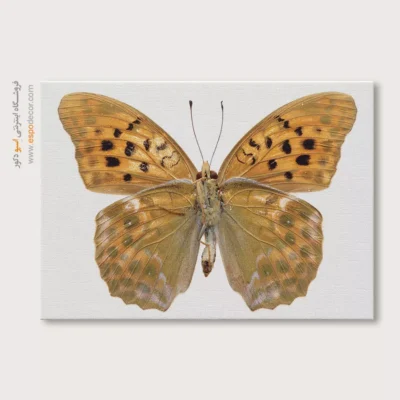 تابلو پروانه - اسپو دکور