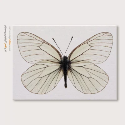 تابلو پروانه - اسپو دکور