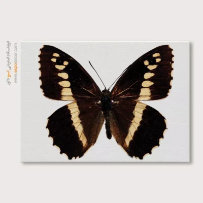 تابلو پروانه - اسپو دکور