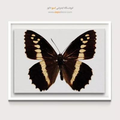 تابلو پروانه - اسپو دکور