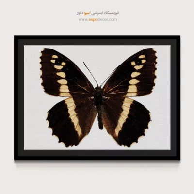 تابلو پروانه - اسپو دکور