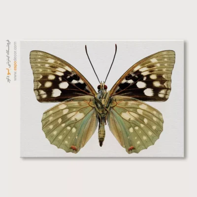 تابلو پروانه - اسپو دکور
