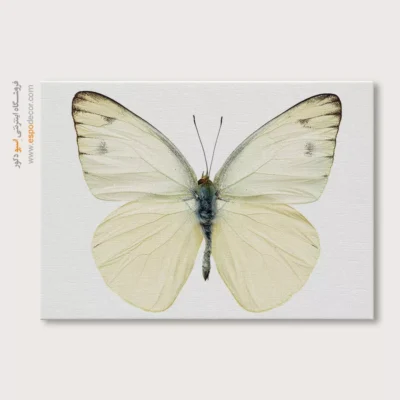 تابلو پروانه - اسپو دکور