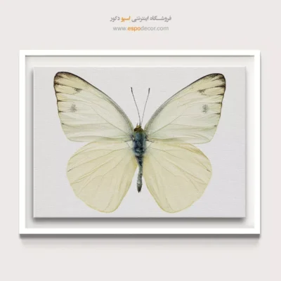 تابلو پروانه - اسپو دکور
