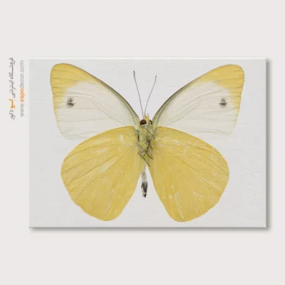 تابلو پروانه - اسپو دکور