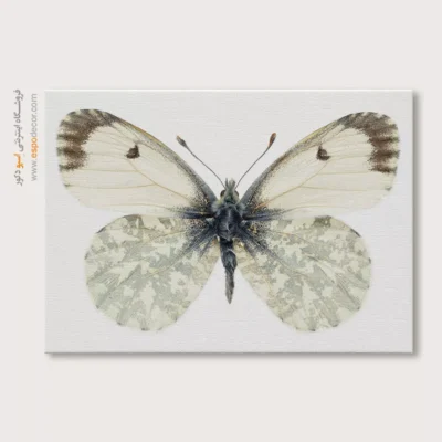 تابلو پروانه - اسپو دکور