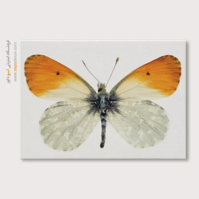 تابلو پروانه - اسپو دکور