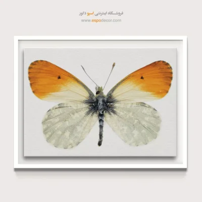 تابلو پروانه - اسپو دکور