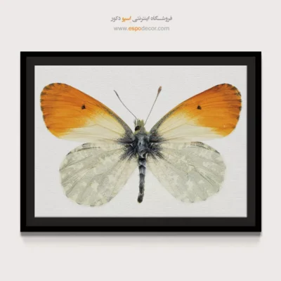 تابلو پروانه - اسپو دکور