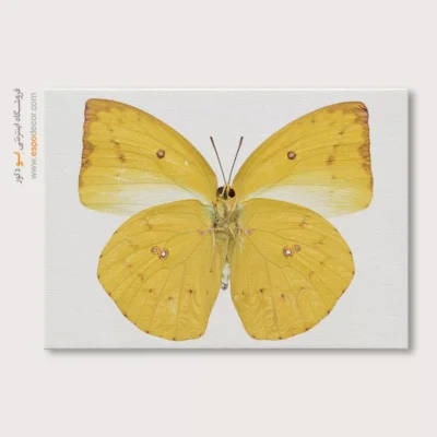 تابلو پروانه - اسپو دکور