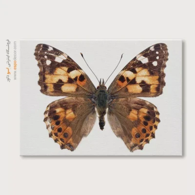تابلو پروانه - اسپو دکور