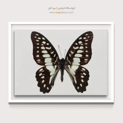 تابلو پروانه - اسپو دکور