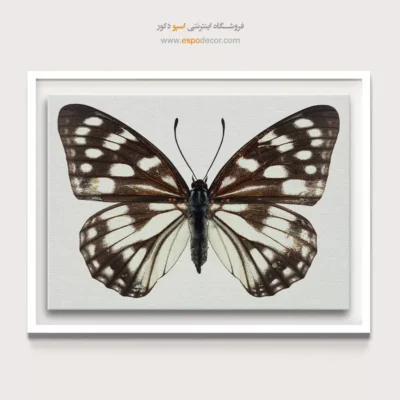 تابلو پروانه - اسپو دکور