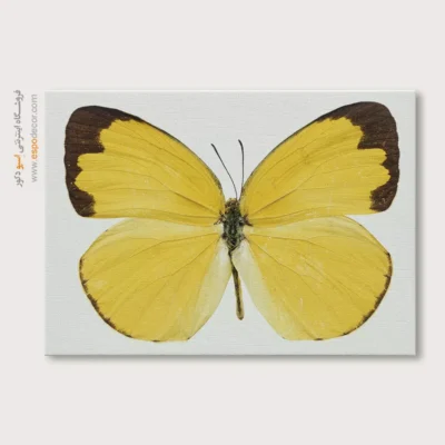 تابلو پروانه - اسپو دکور