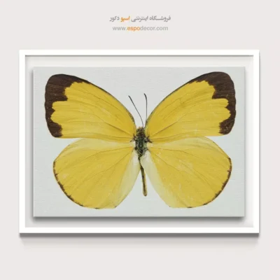 تابلو پروانه - اسپو دکور