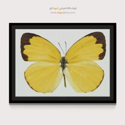 تابلو پروانه - اسپو دکور