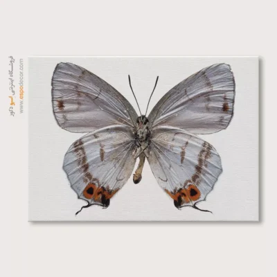 تابلو پروانه - اسپو دکور