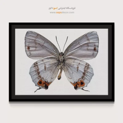 تابلو پروانه - اسپو دکور