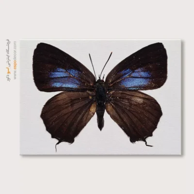 تابلو پروانه - اسپو دکور