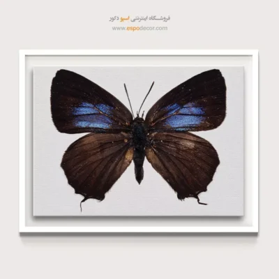 تابلو پروانه - اسپو دکور