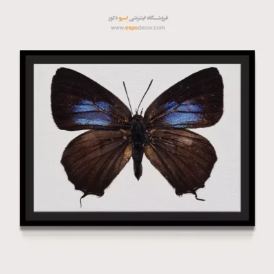 تابلو پروانه - اسپو دکور