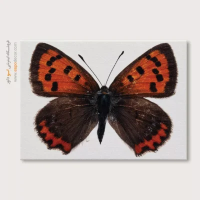 تابلو پروانه - اسپو دکور