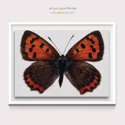 تابلو پروانه - اسپو دکور