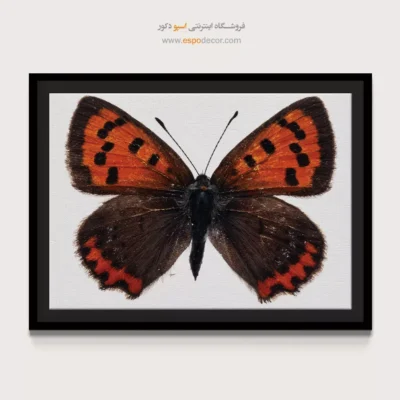 تابلو پروانه - اسپو دکور