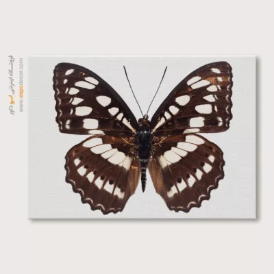 تابلو پروانه - اسپو دکور