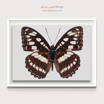 تابلو پروانه - اسپو دکور