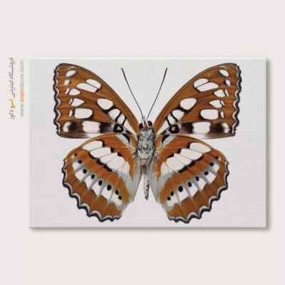 تابلو پروانه - اسپو دکور
