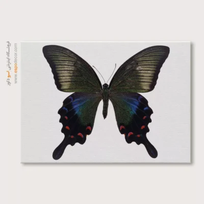 تابلو پروانه - اسپو دکور