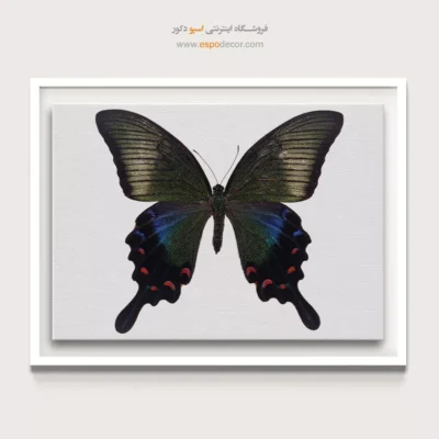 تابلو پروانه - اسپو دکور