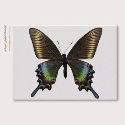 تابلو پروانه - اسپو دکور