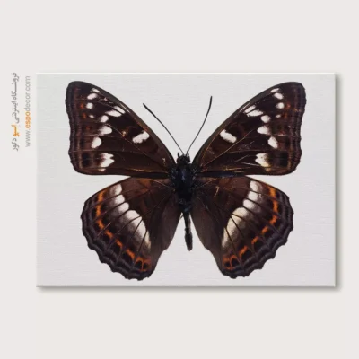 تابلو پروانه - اسپو دکور