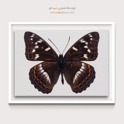 تابلو پروانه - اسپو دکور