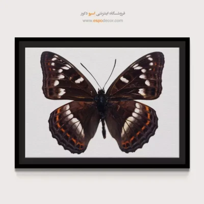 تابلو پروانه - اسپو دکور