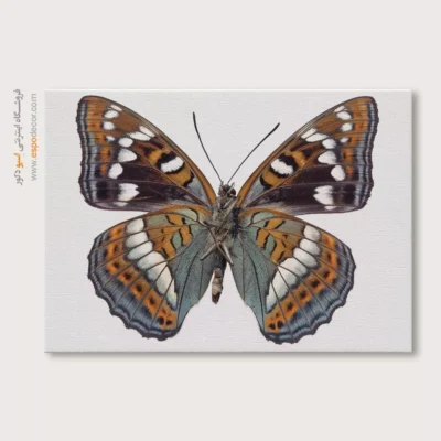 تابلو پروانه - اسپو دکور