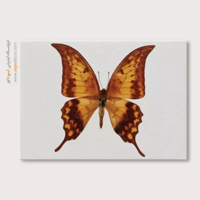 تابلو پروانه - اسپو دکور