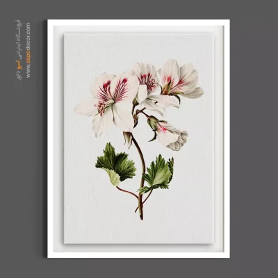 خرید تابلو گل شمعدانی - شمعدانی سفید – تابلو گل - اسپو دکور