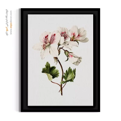 خرید تابلو گل شمعدانی - شمعدانی سفید – تابلو گل - اسپو دکور
