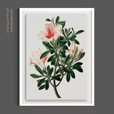 خرید تابلو نقاشی گل - آزالیا صورتی – تابلو گل - اسپو دکور