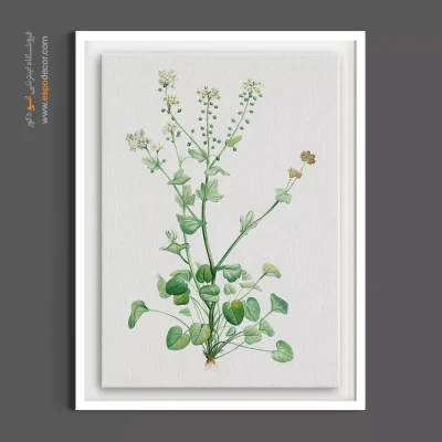 تابلو گیاه شناسی - کیسه کشیش – تابلو گل - اسپو دکور