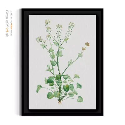 تابلو گیاه شناسی - کیسه کشیش – تابلو گل - اسپو دکور