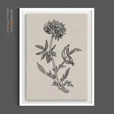 نقاشی علمی - شبدر وحشی – تابلو گل - اسپو دکور