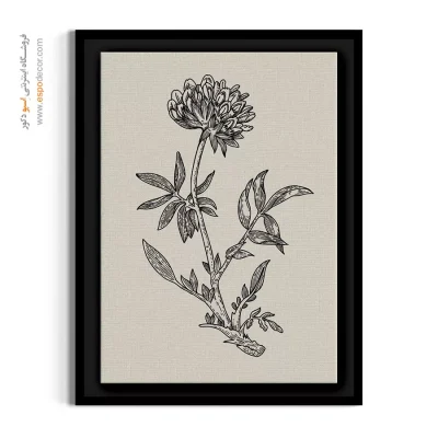 نقاشی علمی - شبدر وحشی – تابلو گل - اسپو دکور