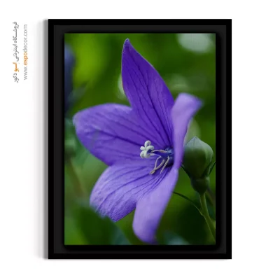 خرید تابلو گل شیپوری - شیپوری بنفش – تابلو گل - اسپو دکور