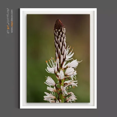 تابلو شاخه گل - سرنیزه سفید و قهوه‌ای – تابلو گل - اسپو دکور