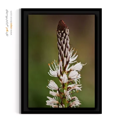 تابلو شاخه گل - سرنیزه سفید و قهوه‌ای – تابلو گل - اسپو دکور