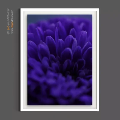 تابلو مدرن انتزاعی - داوودی بنفش – تابلو گل - اسپو دکور
